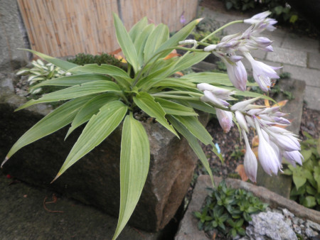 Hosta ´Hyuga Urajiro´